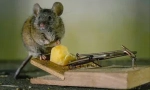 Kako naplatiti mousetrap i staviti zamku na miša?